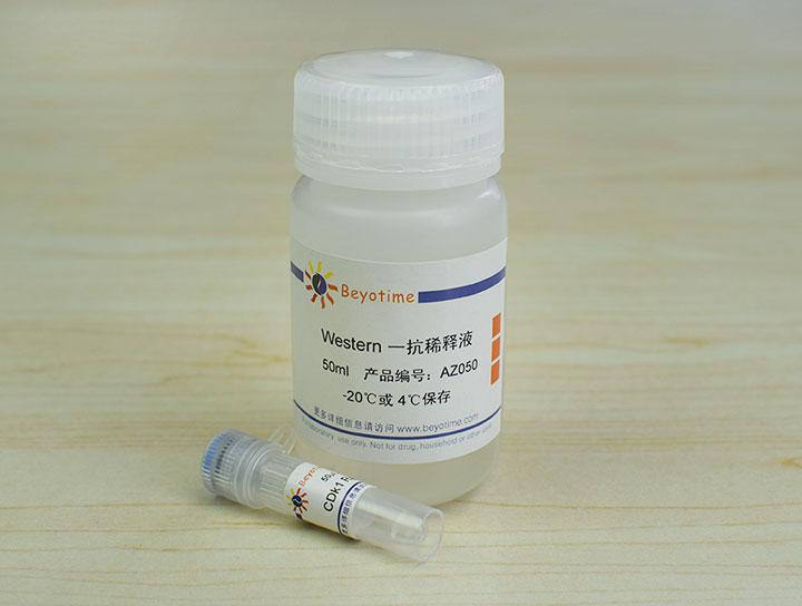 CDk1 Rabbit Polyclonal Antibody